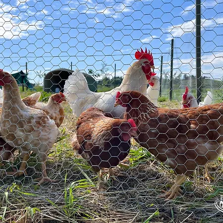 Çiftlik konaklama Borgo Dei Sapori-vini Bio Irene Cencig